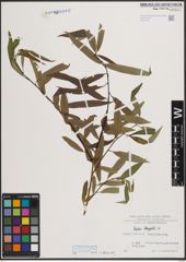 Foto von Salix fragilis L.